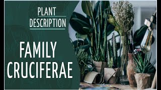 Plant Description family cruciferae Brassicaceae in Hindi [upl. by Ahsehat]