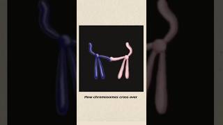 How Chromosome Cross Over chromosome crossover biology viral neet shorts physiology science [upl. by Lunn]