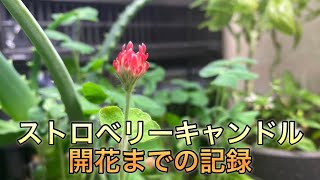 ［観葉植物］種から開花までの記録です。ストロベリーキャンドルampブロッコリースプライト [upl. by Riorsson127]