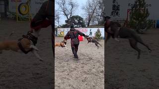 ‼️Powerful Grip of Pit Bulls Dog Training COMPANIONUKRAINE Odessa Ukraine [upl. by Lerat131]