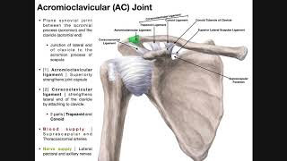 The Acromioclavicular AC Joint  Anatomy and Function [upl. by Nylirak]