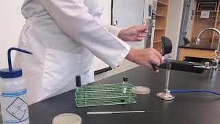 Lab 517 Gelatinase Test [upl. by Spiers]