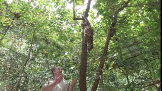 Clouded Leopard Amazing Climbing Skills 4K [upl. by Ynavoeg409]