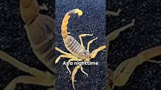 Deathstalker Scorpion Small but Deadly [upl. by Nnylekoorb603]