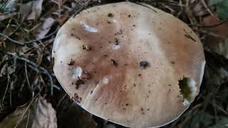 Boletus Edulis mushroom [upl. by Anida]