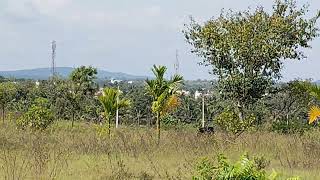 75 acre land sale near pandavapura taluk tar road attech rate per acre 50 laksh 9611154959 [upl. by Buehrer]