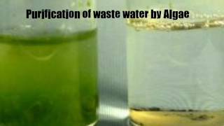 Purification of waste water by Algae [upl. by Woehick]