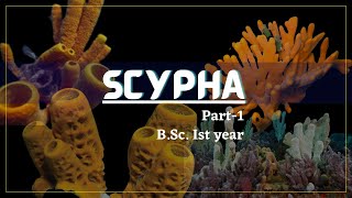 Porifera  Scypha part1  Zoology [upl. by Bennion793]