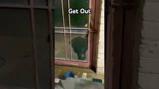 Don’t come in shorts youtubeshorts getoutside scolding dogvideo blackdog bhotiyadog pets [upl. by Eisenhart]