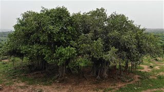 The mighty Banyan Tree  Nature Connection [upl. by Nywroc]