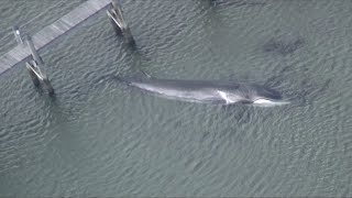 Sky5 Fin whale strands in RI salt marsh [upl. by Noli]