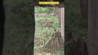 Kabini Nagarhole Tiger Sighting kabini wildlife nagarholenationalpark [upl. by Atwekk]