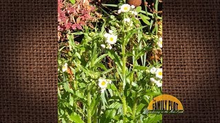 QampA – What is this weed  Annual Fleabane [upl. by Virendra]