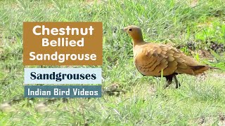 The Chestnutbellied Sandgrouse Pterocles exustus  Indian Bird Videos [upl. by Trixy]