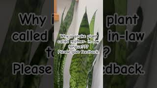 snake plant mother in law’s tongue plantlover snakeplant houseplants snakeplantpropagation [upl. by Nalyad640]