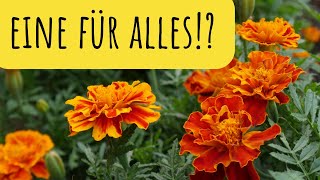 Das kann Tagetes Anwendung amp Heilwirkung der Studentenblume [upl. by Eenahc170]