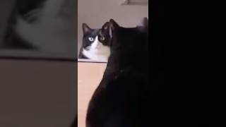 Cat staring at the mirror 😹🤣😻 cat catlover funnycats funny [upl. by Adriano]