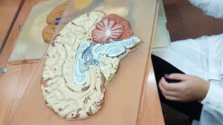 Neuroanatomy quotDiencephalon and Mesencephalonquot [upl. by Einnaoj523]