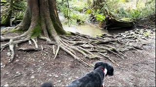 Harley the bordoodle hiking in an early spring afternoon🥾🐕‍🦺🌲 [upl. by Namad240]