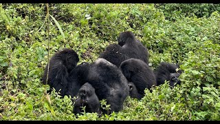 Gorillas in Rwanda [upl. by Rojas]