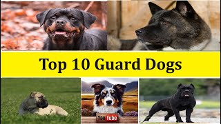 Top 10 list of the best guard dog breeds [upl. by Ithnan]