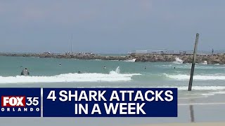 Four shark attacks in a week at Central Florida beaches [upl. by Zelten485]