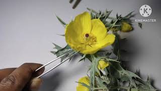 Family  Papaveraceae  Argemone maxicana सत्यानाशी floral dissection of Mexican poppytaxonomy [upl. by Odrarebe714]