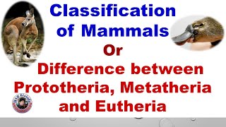 Classification of mammals  Difference between Prototheria Metatheria and Eutheria  HSR Bioinfo [upl. by Aryamo58]