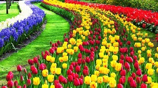 4K Beautiful Tulip Flower Field And Festival [upl. by Aittam]