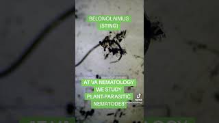 NEMATODE QUICK FACTSnematodes agriculture stem microscope [upl. by Rebeca136]