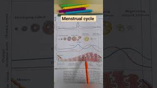 Diagram of menstrual cycle shorts neet education youtubeshorts biology medical [upl. by Nilerual]