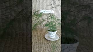 Plumosa fern from my Online Plant Nursery in Phoenix AZ [upl. by Cogan]