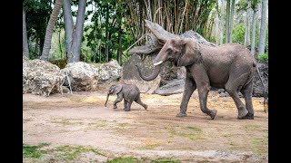 Baby Elephant Corra Makes Her Kilimanjaro Safari Debut Walt Disney World Video [upl. by Eirahcaz]