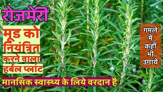 Growing Rosemary in pot Rosemary grow and care guide Benefits of Rosemary herb for kitchen garden [upl. by Intruok]