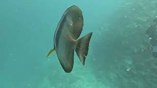 Batfish following me when scuba diving [upl. by Zumstein]