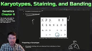 Preparing Karyotypes Staining and Chromosomal Banding  Genetics Ep 29 [upl. by Leifeste]