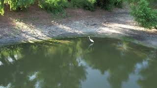 White Egret Hunts Bluegill [upl. by Assen]