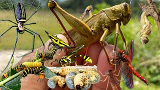 treasures behind the leaves catching insectsgrasshoppersdragonfliesjumbo spiders [upl. by Sumner]