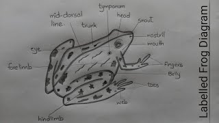 How to Draw Frog l Labelled Diagram of Frog Rana Tigrina l Science Biology Diagrams l ES art amp craft [upl. by Haliled]