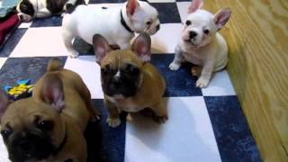 French Bulldog Puppies 7 weeks [upl. by Kcira800]