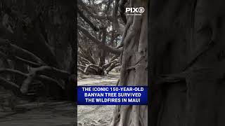 Iconic 150yearold banyan tree survived the wildfires in Maui shorts [upl. by Rusert152]