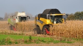 Loonbedrijf Neyt  New Holland CX 8090 amp Claas Lexion 570  mais dorsen [upl. by Mariano]