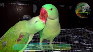 Parrot Natural Sounds  Parrot Talking [upl. by Kathleen]