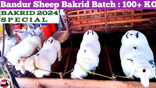 Bandur Sheep Bakrid Batch near Mysuru  Bakrid 2024 [upl. by Arline]