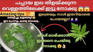 പപ്പായ ഇല കൊണ്ട് ഇങ്ങനെ ഒരു രഹസ്യം ഉണ്ടായിരുന്നോ 😮 വെറുതെ കാശ് കളഞ്ഞു 🤦🏻‍♀️ ഈ സൂത്രം കണ്ടു നോക്കു [upl. by Dahaf870]