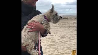 Cairn Terrier dog making funny noises [upl. by Eddie]