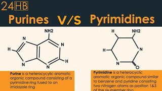 The Difference Between Purines And Pyrimidines  24HB [upl. by Enida]