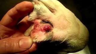 Removal Maggots In Animals Dogs Cats Very Dangerous Parasites mangoworms Part 4 [upl. by Attenal]