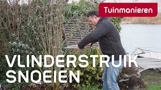 Vlinderstruik Buddleja snoeien hoe doe je dat  Tuinmanieren [upl. by Nahsin258]