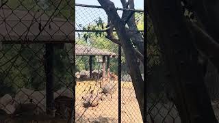 Pune ka Chidiya ghar ser hiran bahut sara janwar video ko yek bar jarur 😾😺🐥🐵🐒🐸🐯🦊🐶 [upl. by Annael950]